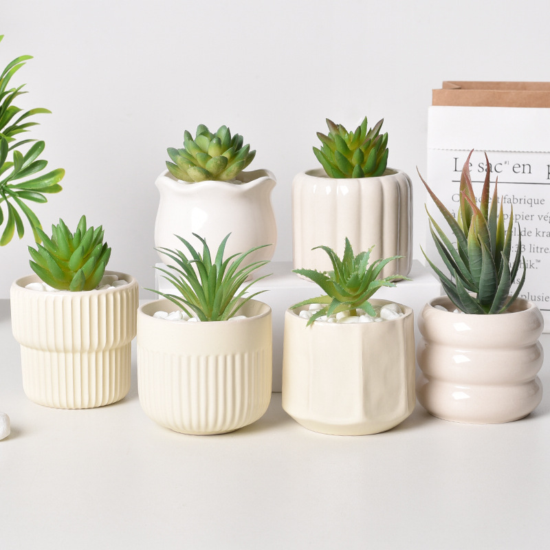 Ceramic Self-Watering Succulen - Echeveria Succulent review and price