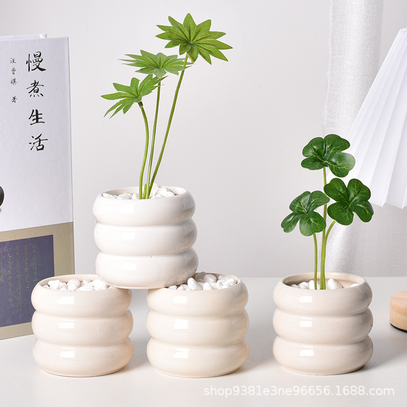 Ceramic Self-Watering Succulen - Echeveria Succulent review and price